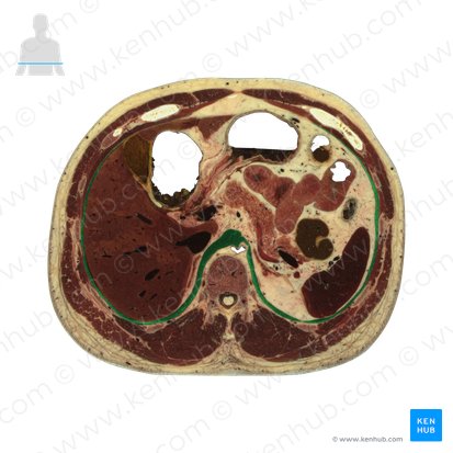 Diaphragm (Diaphragma); Image: National Library of Medicine