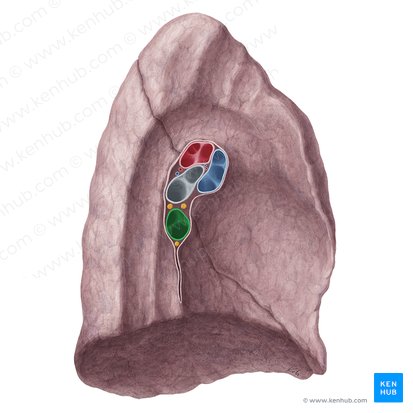 Vena pulmonar inferior izquierda (Vena pulmonalis inferior sinistra); Imagen: Yousun Koh