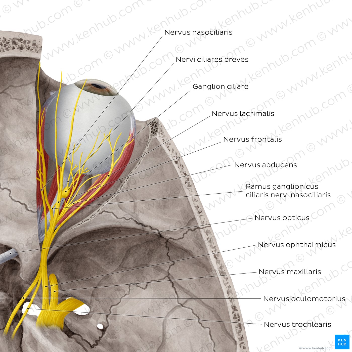 Nerves of orbit (Superior view)