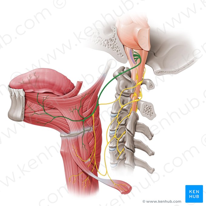 Nervus hypoglossus (Unterzungennerv); Bild: Paul Kim