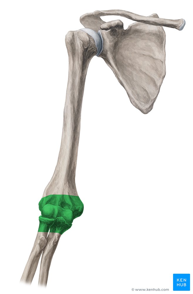 Articulação do cotovelo (verde) - vista posterior