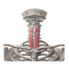 Sternothyroid muscle