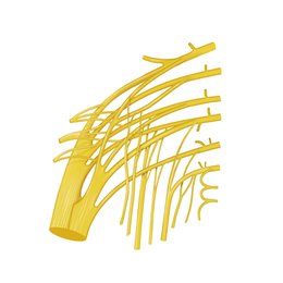 Sacral plexus