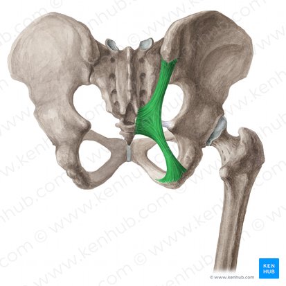 Sacrotuberous ligament (Ligamentum sacrotuberale); Image: Liene Znotina