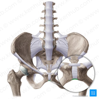 Ligamentum pubicum inferius (Unteres Schambeinband); Bild: Liene Znotina