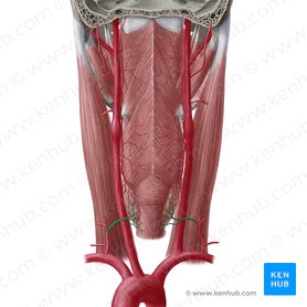 Arteria thyroidea inferior (Untere Schilddrüsenarterie); Bild: Yousun Koh