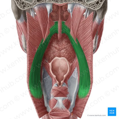 Músculo palatofaríngeo (Musculus palatopharyngeus); Imagem: Yousun Koh