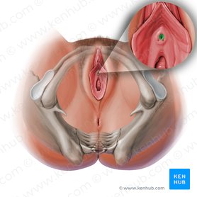 Óstio externo da uretra (Ostium urethrae externum); Imagem: Paul Kim