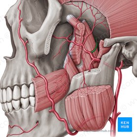Middle meningeal artery (Arteria meningea media); Image: Paul Kim