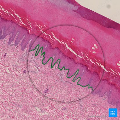Estrato basal (Stratum basale epidermis); Imagen: 