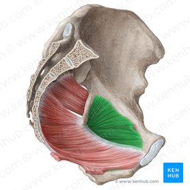 Músculo obturador interno (Musculus obturatorius internus); Imagem: Liene Znotina