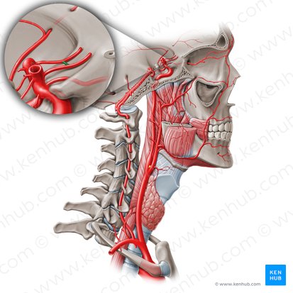 Anterior communicating artery (Arteria communicans anterior); Image: Paul Kim