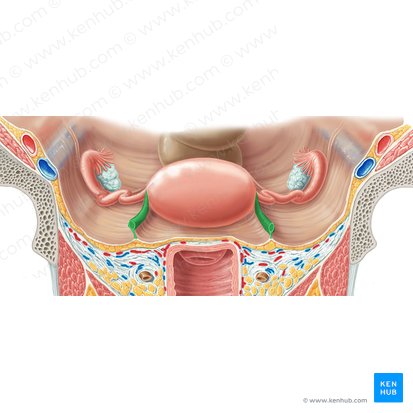 Round ligament of uterus (Ligamentum teres uteri); Image: Samantha Zimmerman