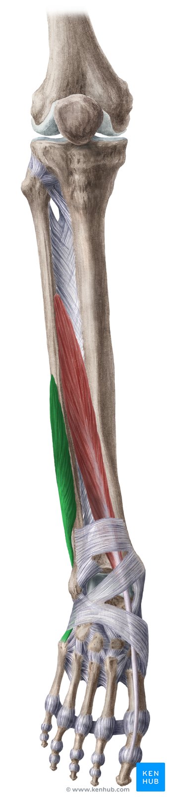 Músculo fibular curto (verde) - vista anterior