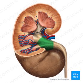 Renal pelvis: anatomy, function and connections | Kenhub