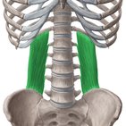 Musculus quadratus lumborum