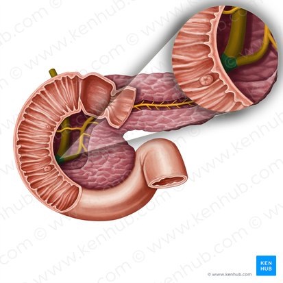 Hepatopancreatic ampulla (Ampulla hepatopancreatica); Image: Irina Münstermann