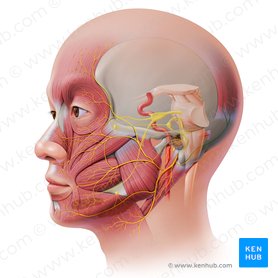 Occipital branch of posterior auricular nerve (Ramus occipitalis nervi auricularis posterioris); Image: Paul Kim