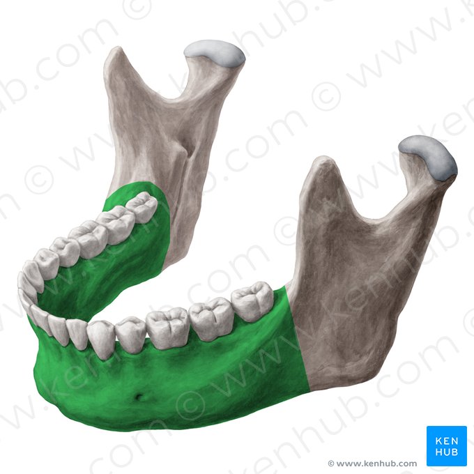 Corpo da mandíbula (Corpus mandibulae); Imagem: Yousun Koh