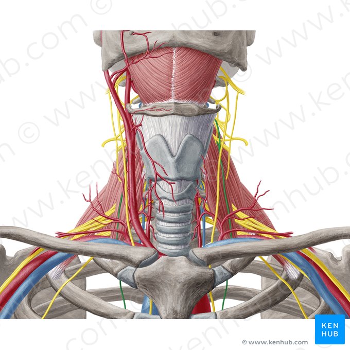 Nervo frênico (Nervus phrenicus); Imagem: Yousun Koh