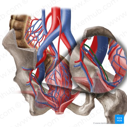 Veia obturatória (Vena obturatoria); Imagem: Begoña Rodriguez