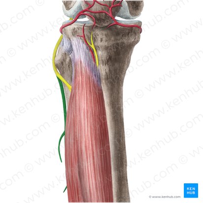 Nervo fibular superficial (Nervus fibularis superficialis); Imagem: Liene Znotina