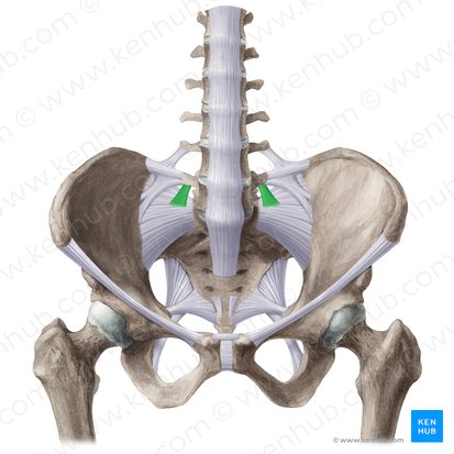 Ligamento lumbosacro lateral (Ligamentum lumbosacrale laterale); Imagen: Liene Znotina