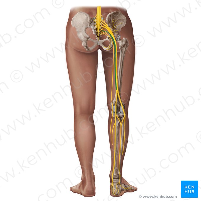 Tibial division of sciatic nerve (Divisio tibialis nervi ischiadici); Image: Irina Münstermann