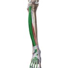 Extensor digitorum longus muscle