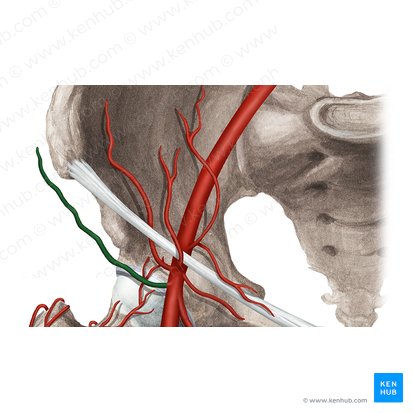 Superficial circumflex iliac artery (Arteria circumflexa iliaca superficialis); Image: Rebecca Betts