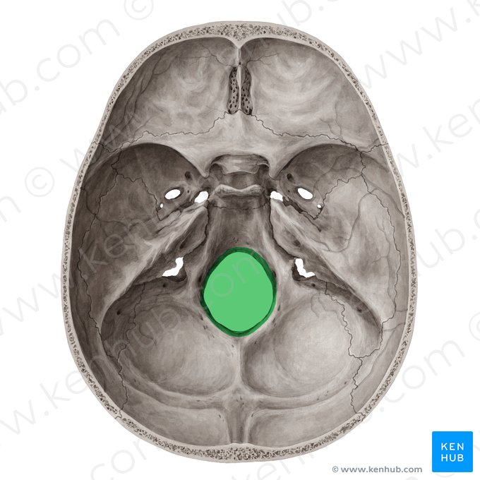 Foramen magno del hueso occipital (Foramen magnum); Imagen: Yousun Koh