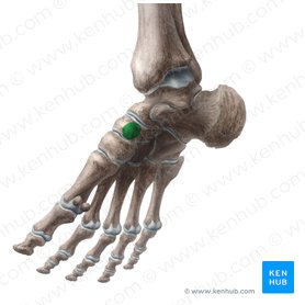 Tuberosidade do osso navicular (Tuberositas ossis navicularis); Imagem: Liene Znotina