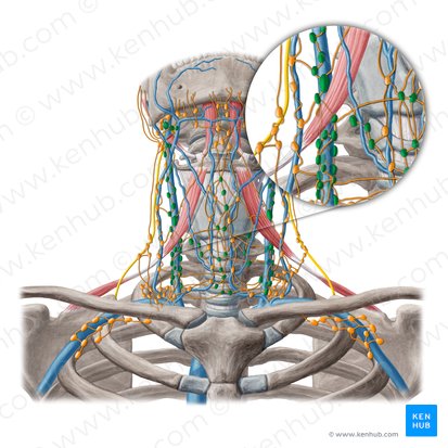 Ganglios linfáticos cervicales profundos (Nodi lymphoidei cervicales profundi); Imagen: Yousun Koh