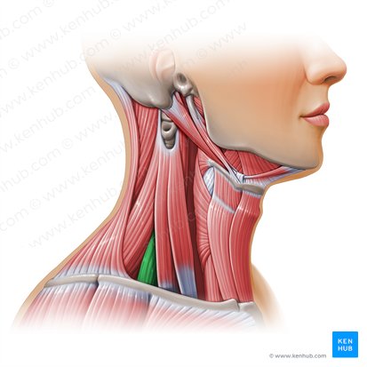 Scalenus posterior muscle (Musculus scalenus posterior); Image: Paul Kim