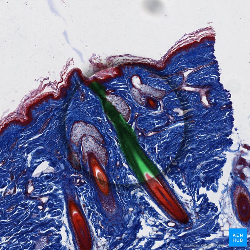Hair root - histological slide