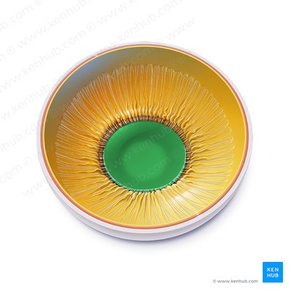 Lens (Linse); Bild: Paul Kim