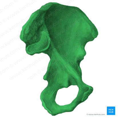 Hip bone (Os coxae); Image: Liene Znotina