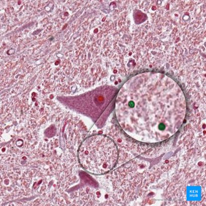 Cellules gliales (Neuroglia); Image : 