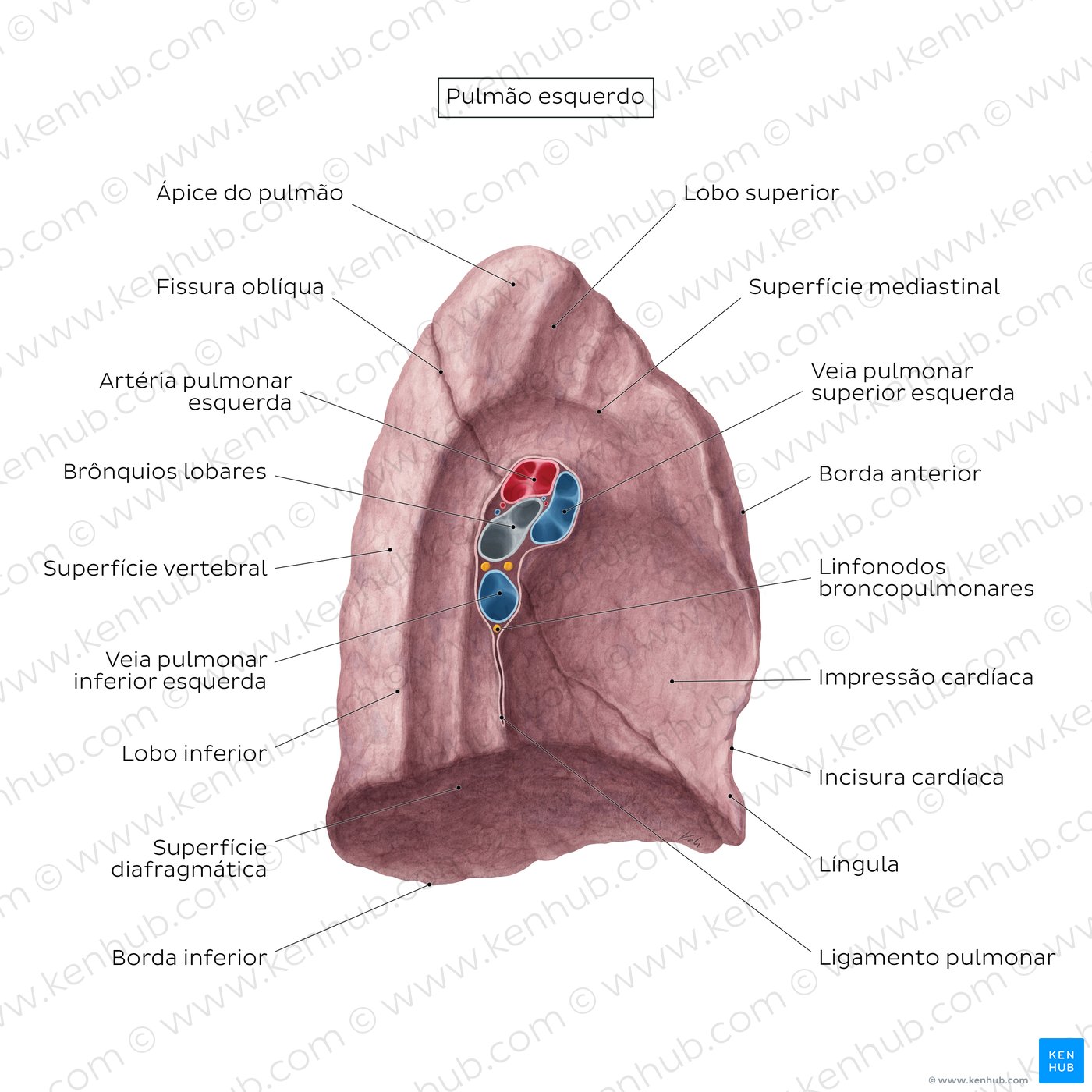 Visão geral da superfície medial do pulmão - vista medial
