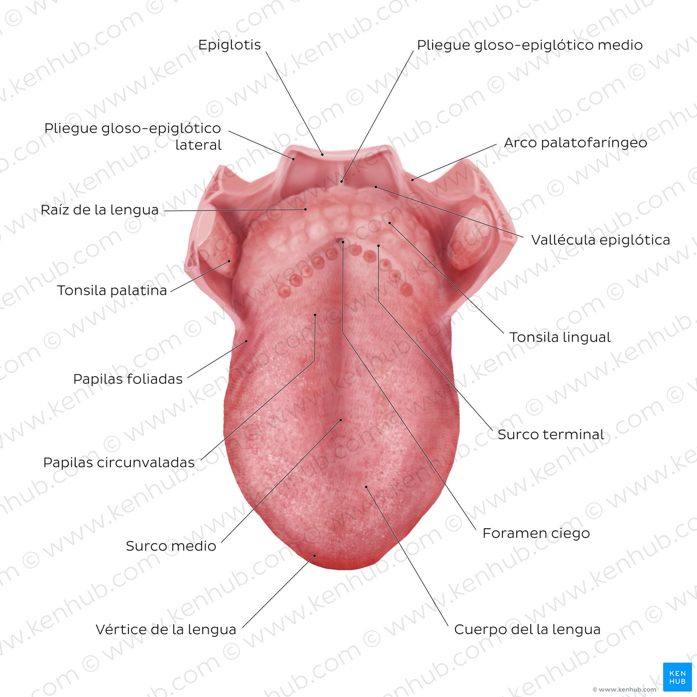 Estructura de la lengua