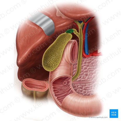 Neck of gallbladder (Collum vesicae biliaris); Image: Samantha Zimmerman