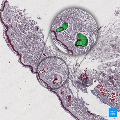 Sebaceous glands of eyelashes; Image: 