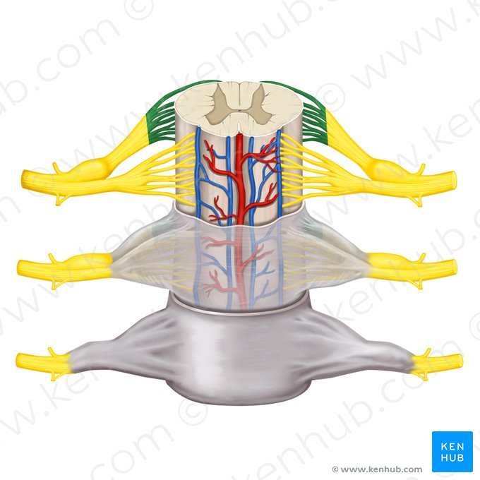 Filetes radiculares de la raíz posterior (Radiculae radicis posterioris); Imagen: Rebecca Betts