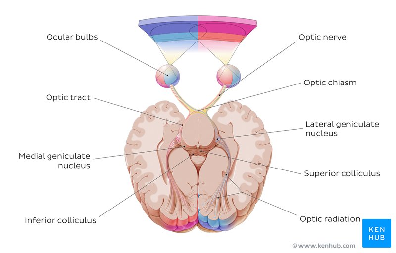 Optic nerve pathway