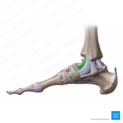Anterior tibiotalar ligament (Ligamentum tibiotalare anterius); Image: Paul Kim