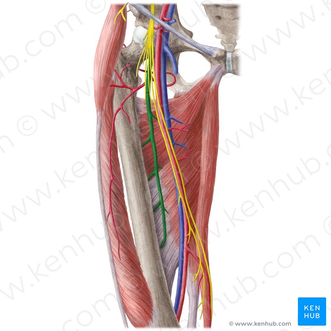 Artéria femoral profunda (Arteria profunda femoris); Imagem: Liene Znotina
