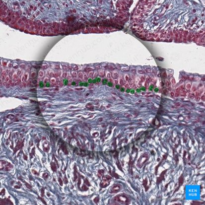 Basal cells (Cellulae basales); Image: 