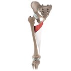 Adductor minimus muscle (3D)
