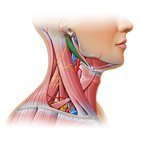 Carotid triangle