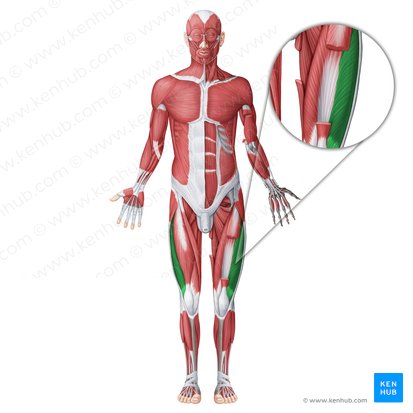 Vastus lateralis muscle (Musculus vastus lateralis); Image: Irina Münstermann